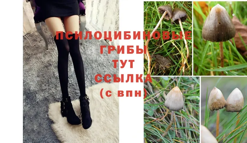 где купить наркоту  Белая Холуница  Галлюциногенные грибы мухоморы 